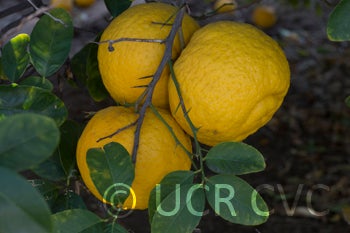 rhobselarsalemonhybridcrc2489008