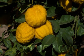 rhobselarsalemonhybridcrc2489011