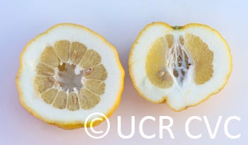 rhobselarsalemonhybridcrc2489012