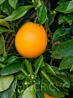 ricalatenavelorangecrc4058001