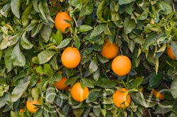 ricalatenavelorangecrc4058002