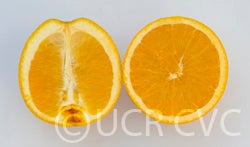 ricalatenavelorangecrc4058003