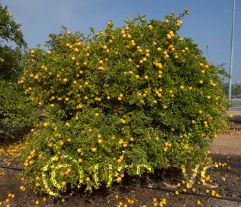 rich12-2trifoliatecrc3209001a