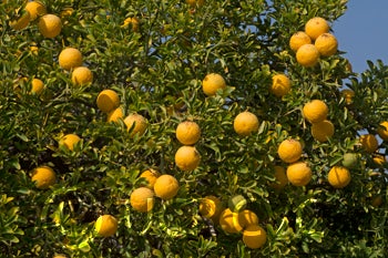 rich12-2trifoliatecrc3209002