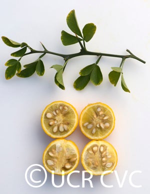 rich12-2trifoliatecrc3209003