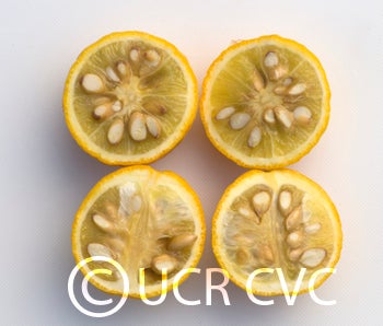 rich12-2trifoliatecrc3209004