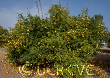 rich16-6trifoliatecrc3485001