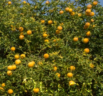 rich16-6trifoliatecrc3485002