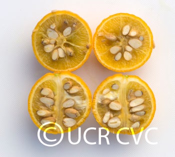 rich16-6trifoliatecrc3485006