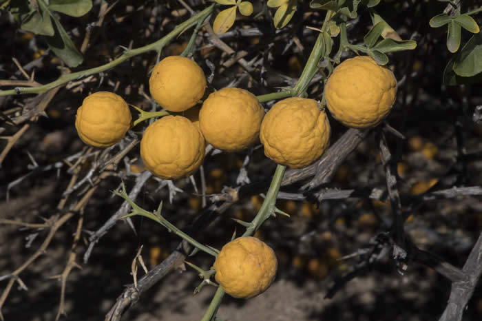 rich22-2trifoliatecrc3211004