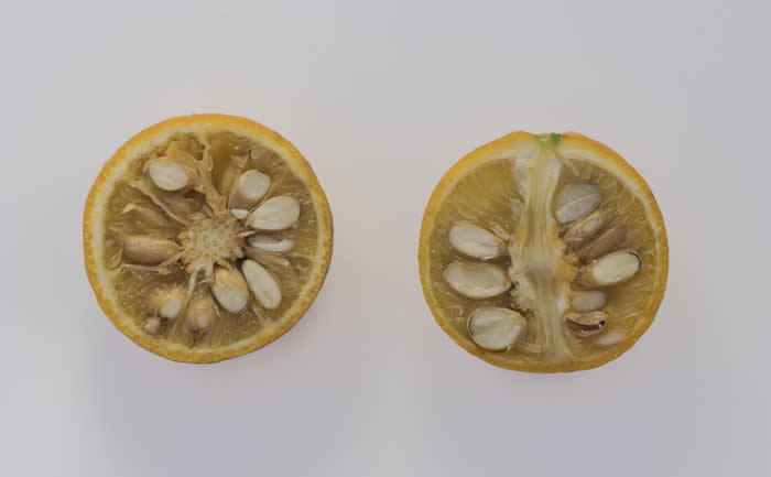 rich22-2trifoliatecrc3211005