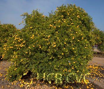 rich7-5trifoliatecrc3587001