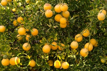 rich7-5trifoliatecrc3587004