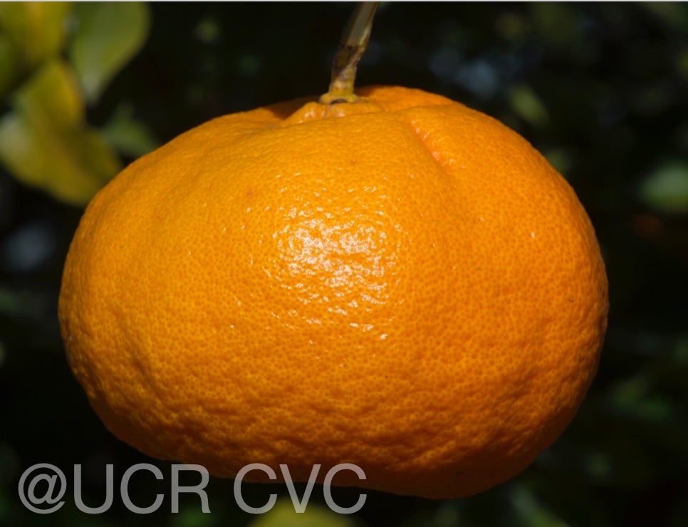 richards_special_mandarin_crc_4117_005.jpg