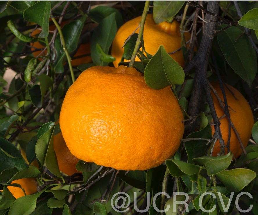 richards_special_mandarin_crc_4117_006.jpg