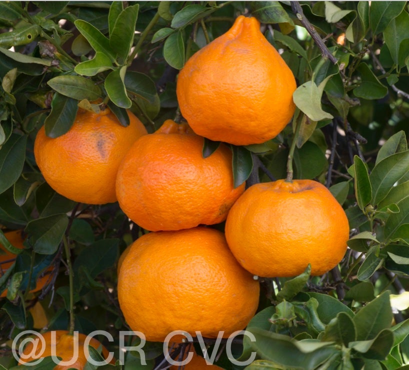 richards_special_mandarin_crc_4117_007.jpg