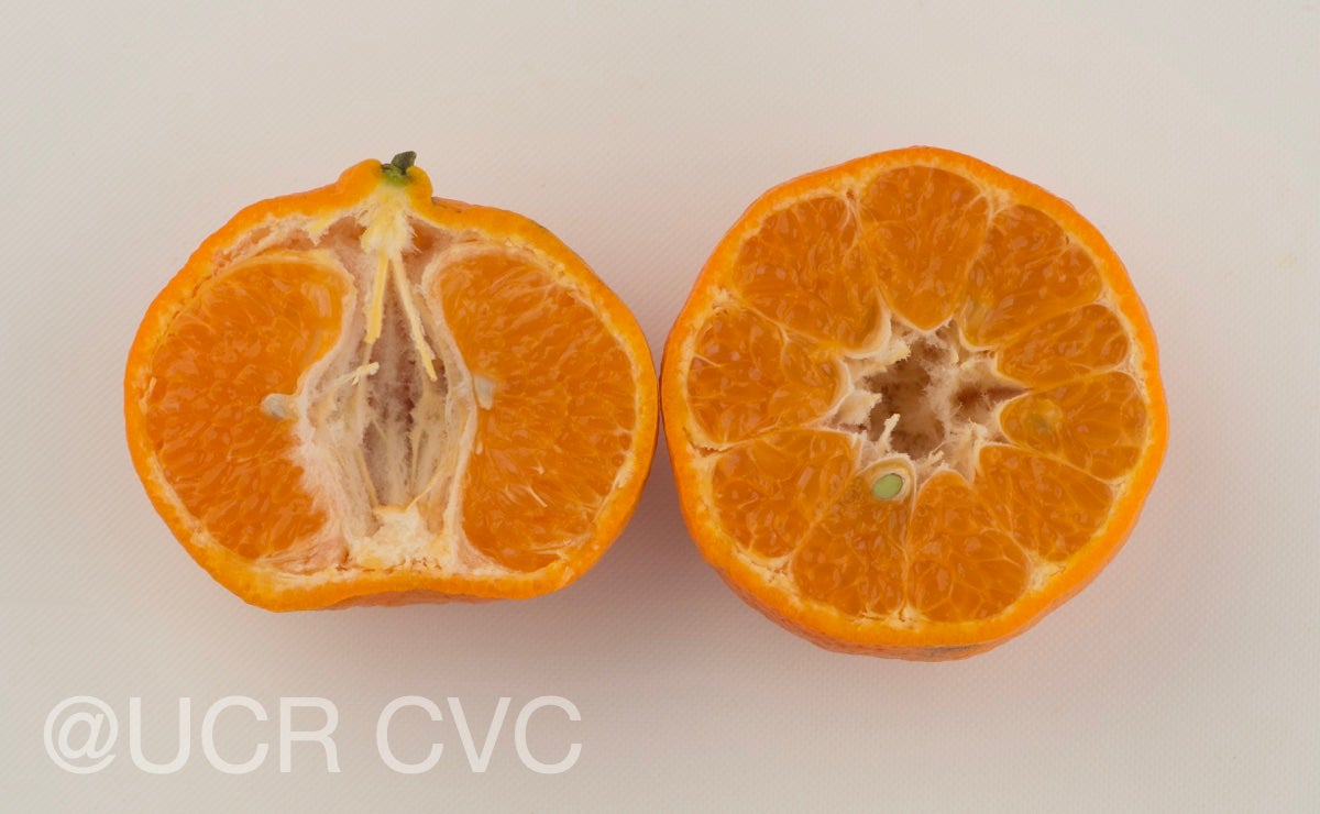 richards_special_mandarin_crc_4117_008.jpg