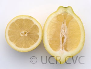 ricotelemoncrc3893004