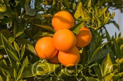 riofarmsvanigliasanguignoacidlessorangecrc4128005