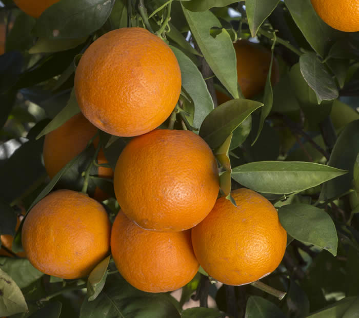 riofarmsvanigliasanguignoacidlessorangecrc4128010