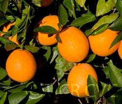 riograndenavelorangecrc3315001