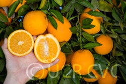 riograndenavelorangecrc3315006