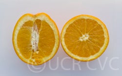 riograndenavelorangecrc3315007