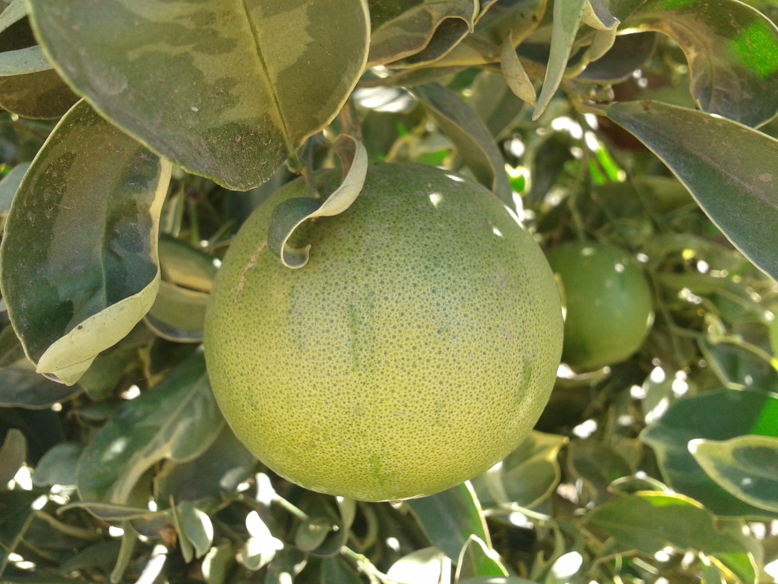 Variegated Cara Cara 12D _2012-09-21_10.04.44 002