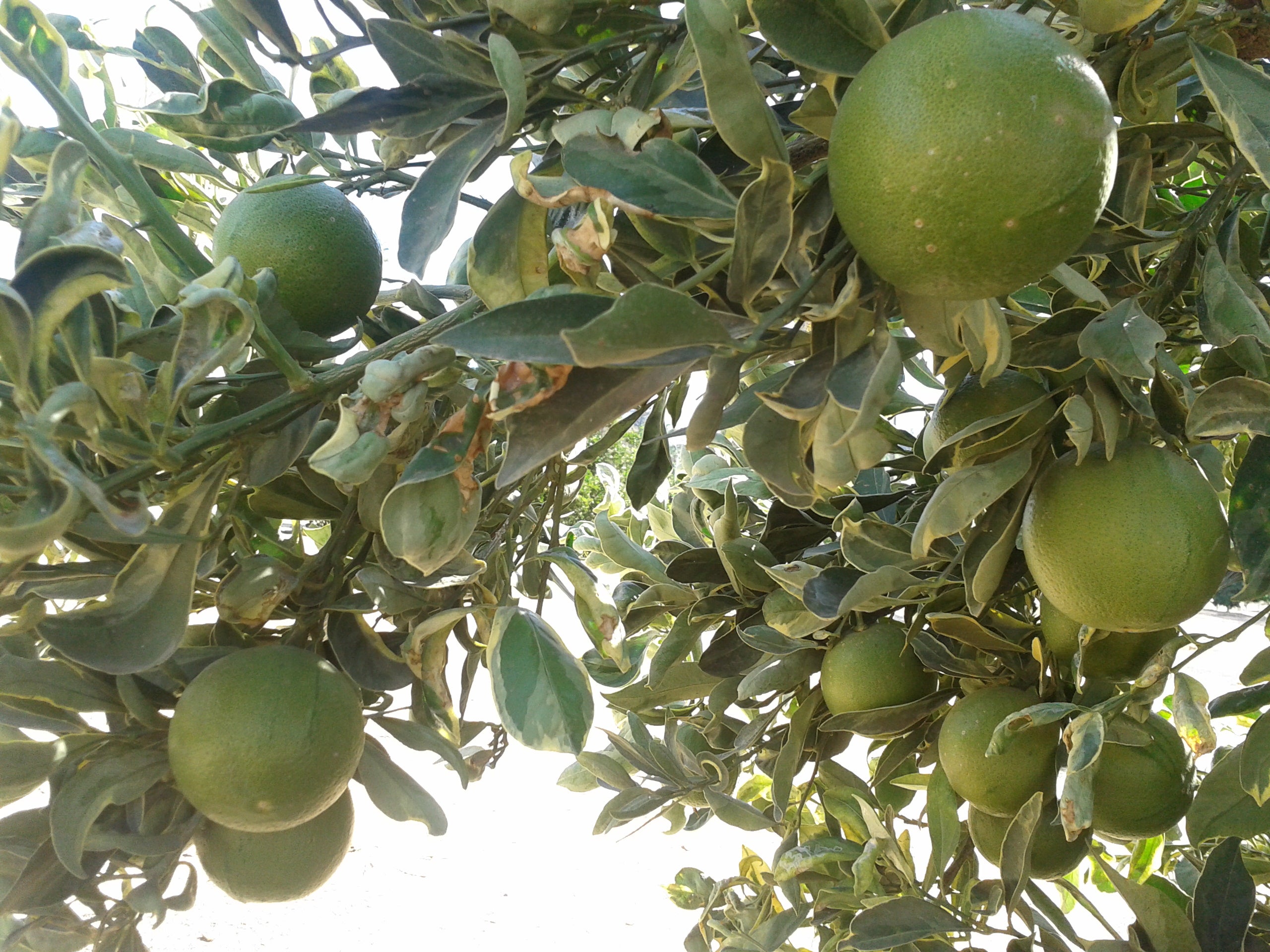 Variegated Cara Cara 12d_v_cara_cara_2012-09-21_10.07 003