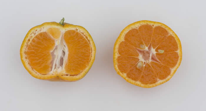 road164satsumamandarincrc4102006