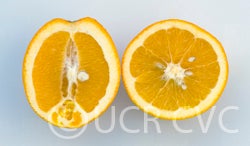 robertsonnavelorangecrc4023003