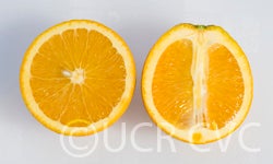 robynnavelorangecrc4063004