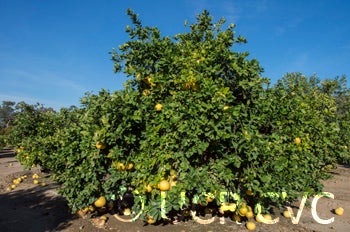 roedingspinkpummelocrc1208002