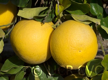 roedingspinkpummelocrc1208005