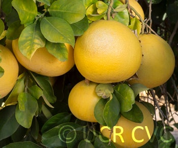 roedingspinkpummelocrc1208007