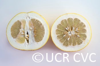 roedingspinkpummelocrc1208008