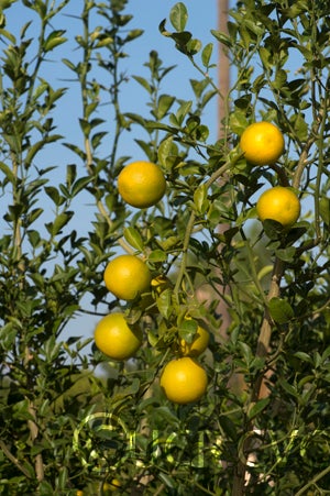 ronnsetrifoliatecrc3570004