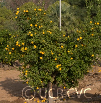 ronnsetrifoliatecrc3570005