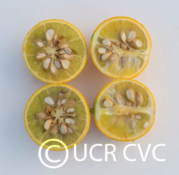 ronnsetrifoliatecrc3570006