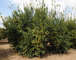 rosenbergerlisboncvc001