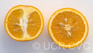 rotumaislandsweetorangecrc3867005