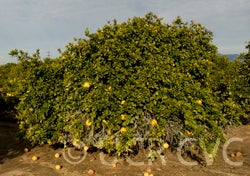 rubidouxpummelocrc4028003