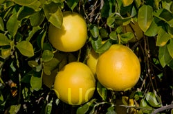 rubidouxpummelocrc4028004