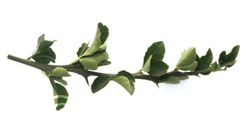 rubidouxtrifoliate123tetraploidngr4639010