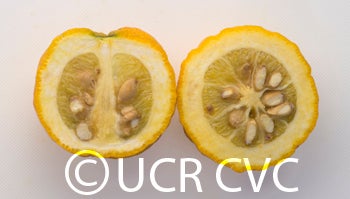 rubidouxtrifoliate123tetraploidngr4639011