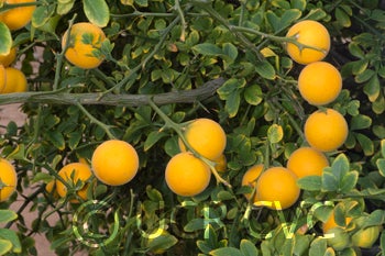 rubidouxtrifoliatecrc838002