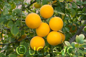 rubidouxtrifoliatecrc838005