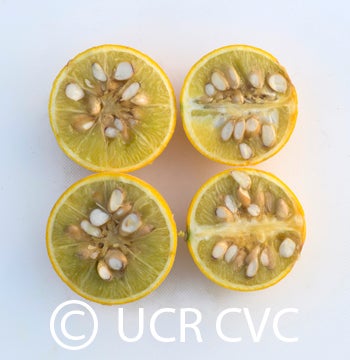 rubidouxtrifoliatecrc838009