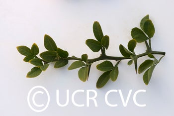 rubidouxtrifoliatecrc838010