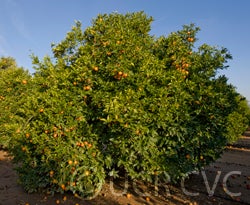 rubybloodorangecrc3827002